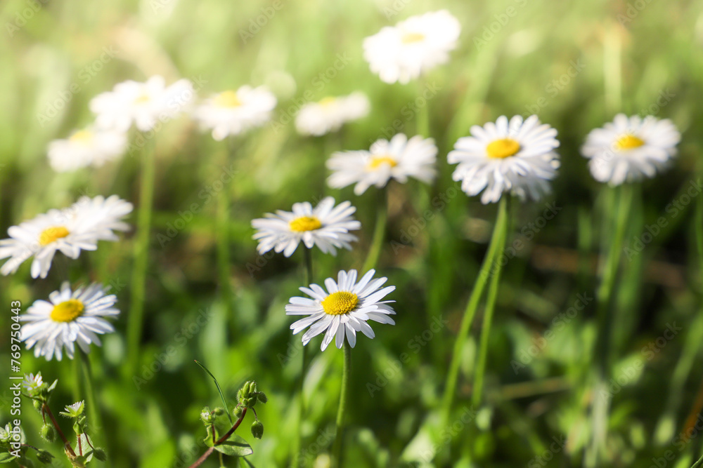 daisies in the grass. Daisy flowers on green grass, close up. Floral background daisies in the grass. Daisy flowers on green grass, close up. Floral background