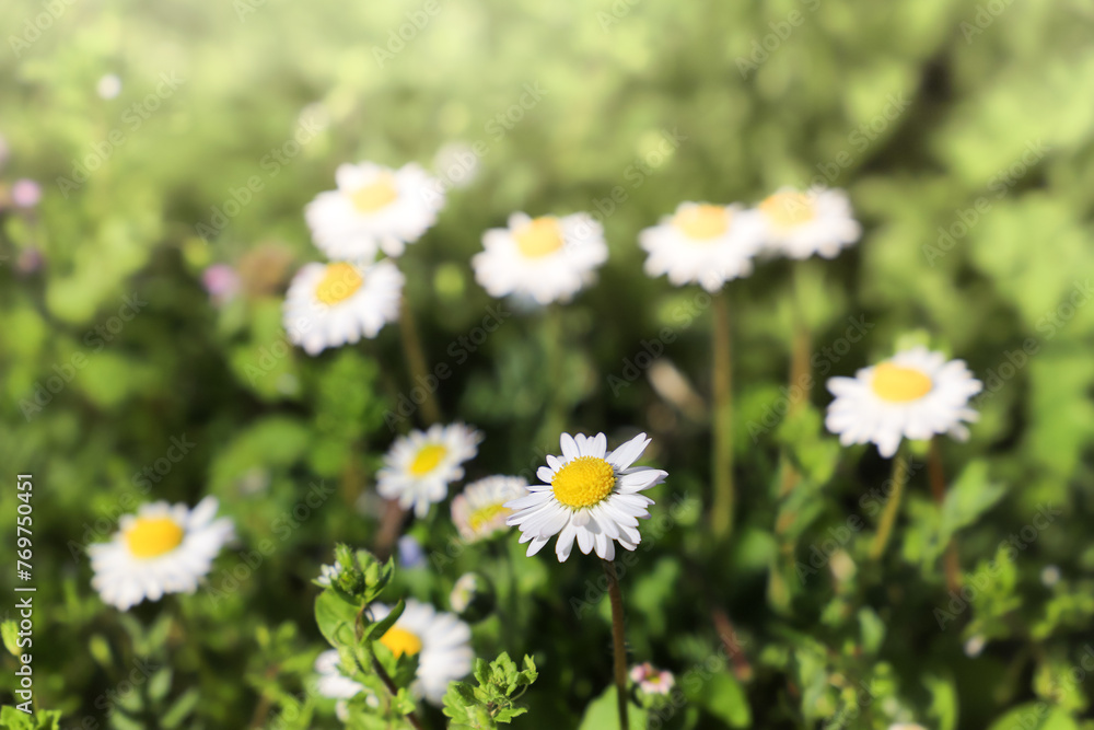 Daisy flowers on green grass, close up. Floral background Daisy flowers on green grass, close up. Floral background