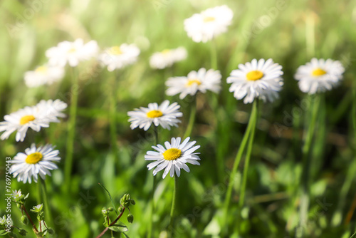 daisies in the grass. Daisy flowers on green grass  close up. Floral background