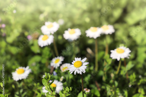 Daisy flowers on green grass, close up. Floral background