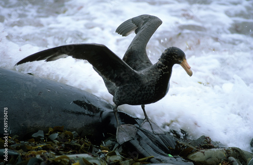 Pétrel géant, éléphant de mer mort, Macronectes giganteus, Southern Giant Petrel,  Iles Falkland, Malouines photo