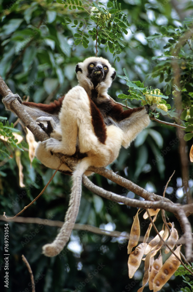 Naklejka premium Lémurien, Propithéque de Vérreaux, Propithecus verreauxi, Madagascar