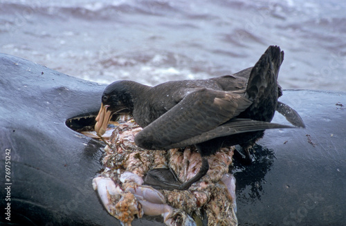 Pétrel géant, éléphant de mer mort, Macronectes giganteus, Southern Giant Petrel,  Iles Falkland, Malouines photo