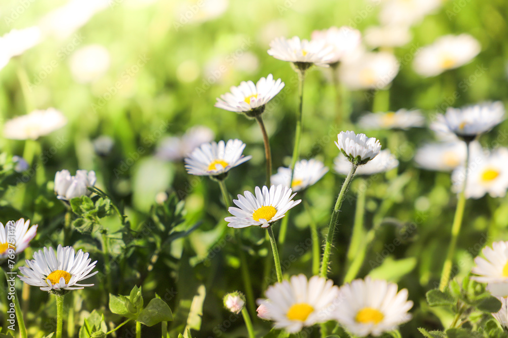 daisies in a field. Daisy flowers on green grass, close up. Floral background daisies in a field. Daisy flowers on green grass, close up. Floral background