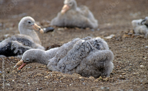 Pétrel géant, Macronectes giganteus, Southern Giant Petrel,  Iles Falkland, Malouines photo