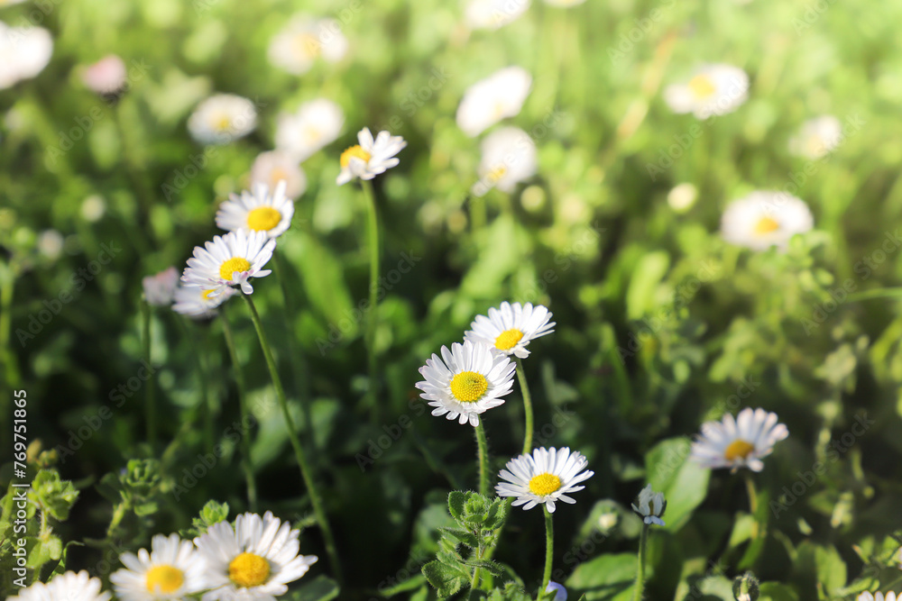 Daisy flowers on green grass, close up. Floral background Daisy flowers on green grass, close up. Floral background