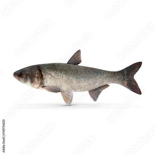 Silver Carp Fish