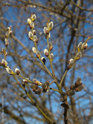 Spring sprigs with fluffy buds