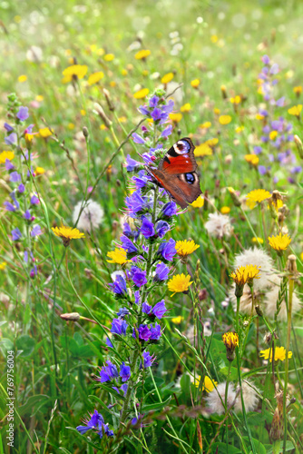 Blue flowers of ( Echium vulgare ) and yellow wildflowers on meadow in summer.  Butterfly peacock (Aglais io, European peacock) above summer wildflowers © Anastasiia Malinich