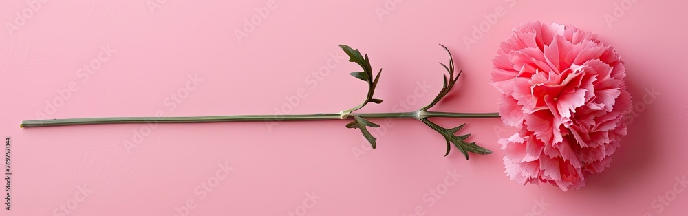 Mother's Day Carnation Blooms in Pink - Top View Floral Composition Mother's Day Carnation Blooms in Pink - Top View Floral Composition