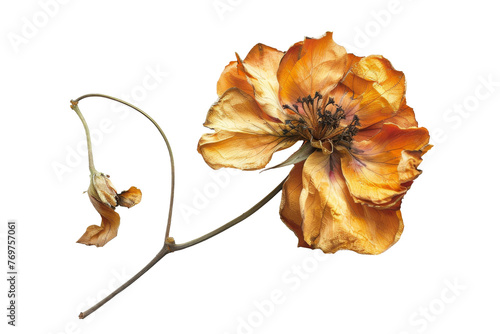 Translucent dried poppy flower isolated on a transparent scene