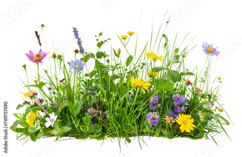 Assorted wildflowers and grass isolated on transparent
