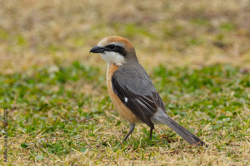 Obraz premium 草の上に佇む雄のモズ