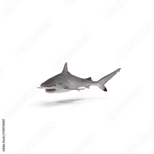 Spot-tail Shark