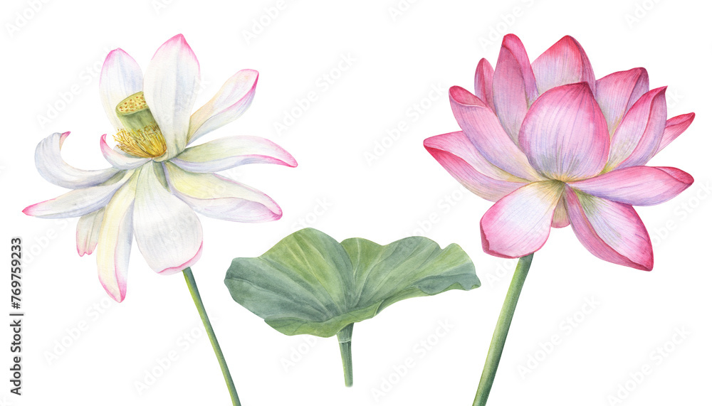 White pink Lotus flowers with green Leaf. Delicate blooming Water Lily. Watercolor illustration isolated on white background. Hand drawn composition for poster, cards