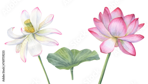 White pink Lotus flowers with green Leaf. Delicate blooming Water Lily. Watercolor illustration isolated on white background. Hand drawn composition for poster, cards © Masha_tolk_art