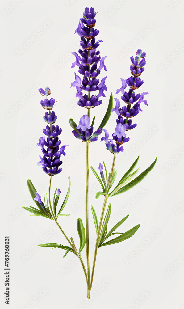 Fototapeta premium Lavender Flowers Isolated on White Background, Perfect for Poster, Cards and Pattern