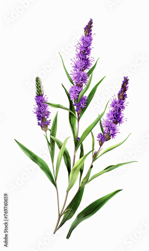 Purple liatris flower isolated on white background, Perfect for Poster, Greeting Cards, Pattern Designs and background