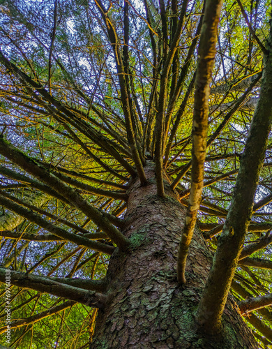 Vue d'en bas d'un arbre dans la forêt 