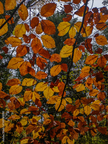Vue d'en bas des feuilles d'une branche d'arbre en Automne 
