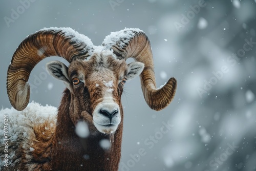 Winter Portrait of Majestic Wild Sheep in a Snowy Landscape. Close-up of Mouflon with Big Horn and Cold Winter Background