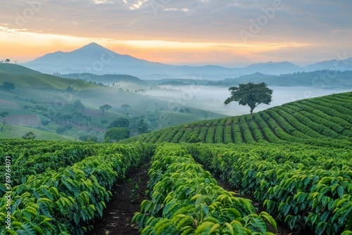 Vast coffee plantation at sunrise, rows of coffee plants, distant mountains, mist hangs low in the morning