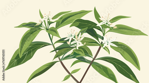 Anise Flowering Plant Specie with Feathery Leaves  photo