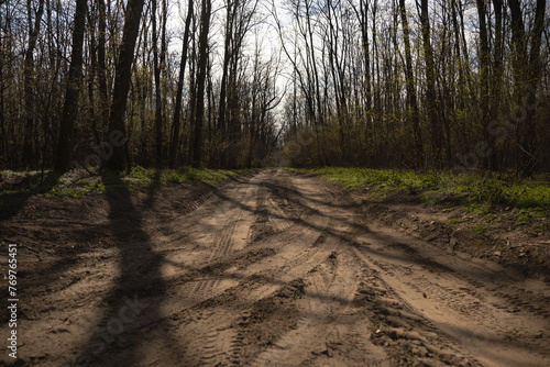 way in the forest in beautiful sunshine