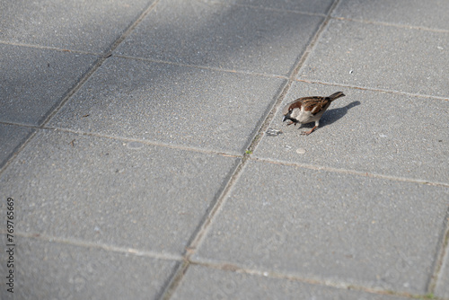 little bird eating on a road beauty sunshine