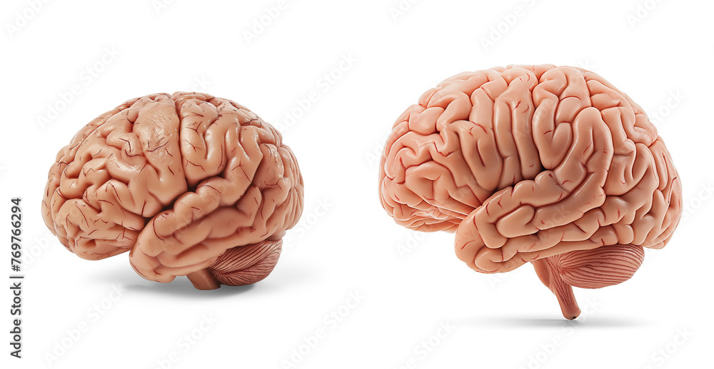 human brain PNG with transparent background, no background collection set, Generative Ai - obrazy, fototapety, plakaty 