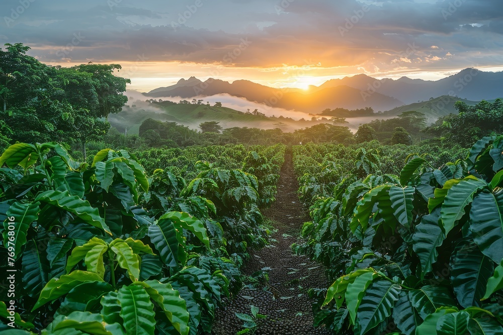 Vast coffee plantation at sunrise, rows of coffee plants, distant mountains, mist hanging low create a serene morning scene