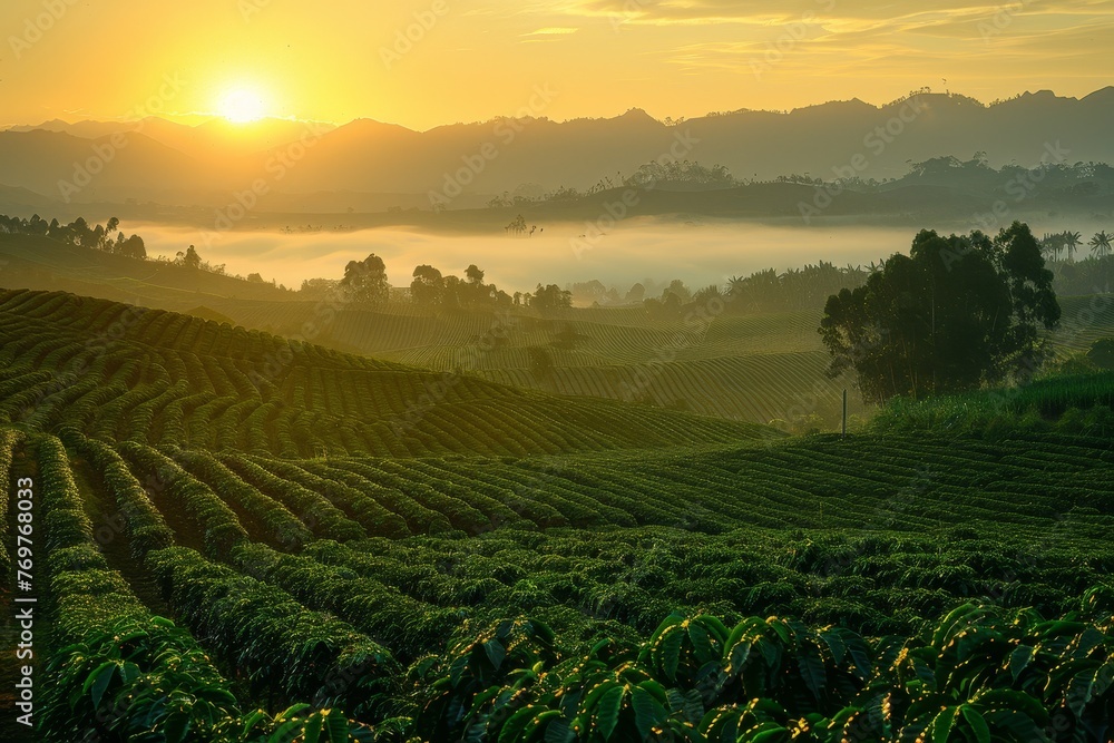 The vast coffee plantation at sunrise featured rows of coffee plants, distant mountains, and low-hanging mist