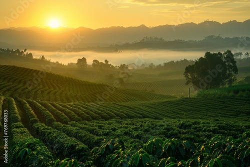 The vast coffee plantation at sunrise featured rows of coffee plants  distant mountains  and low-hanging mist