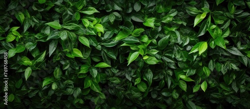 Wallpaper Mural A variety of green leaves, representing different terrestrial plants like grass, flowers, trees, and groundcovers, set against a black background resembling a natural landscape or jungle Torontodigital.ca