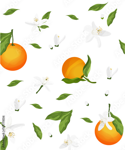 Pattern of Neroli. Flowers, buds, fruit and leaves of orange blossom. Vector drawing.	