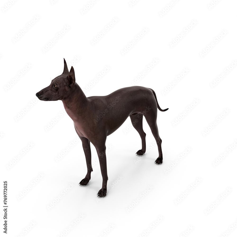 Xoloitzcuintli Rare Breed Mexican Dog
