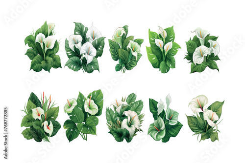 Set of flowers collection