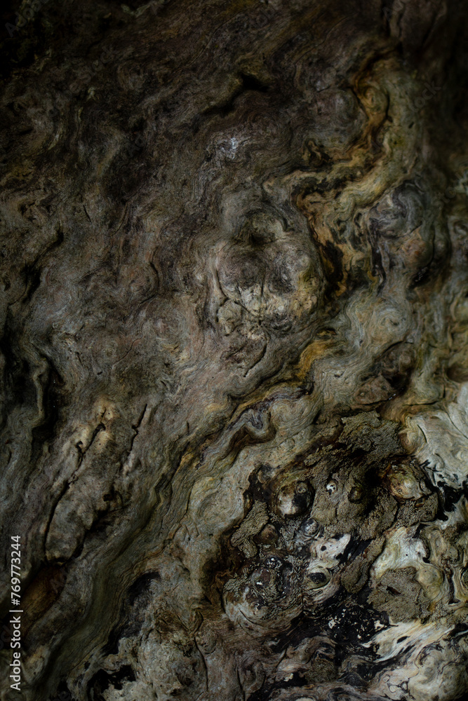 Detailed texture of a tree trunk Detailed texture of a tree trunk