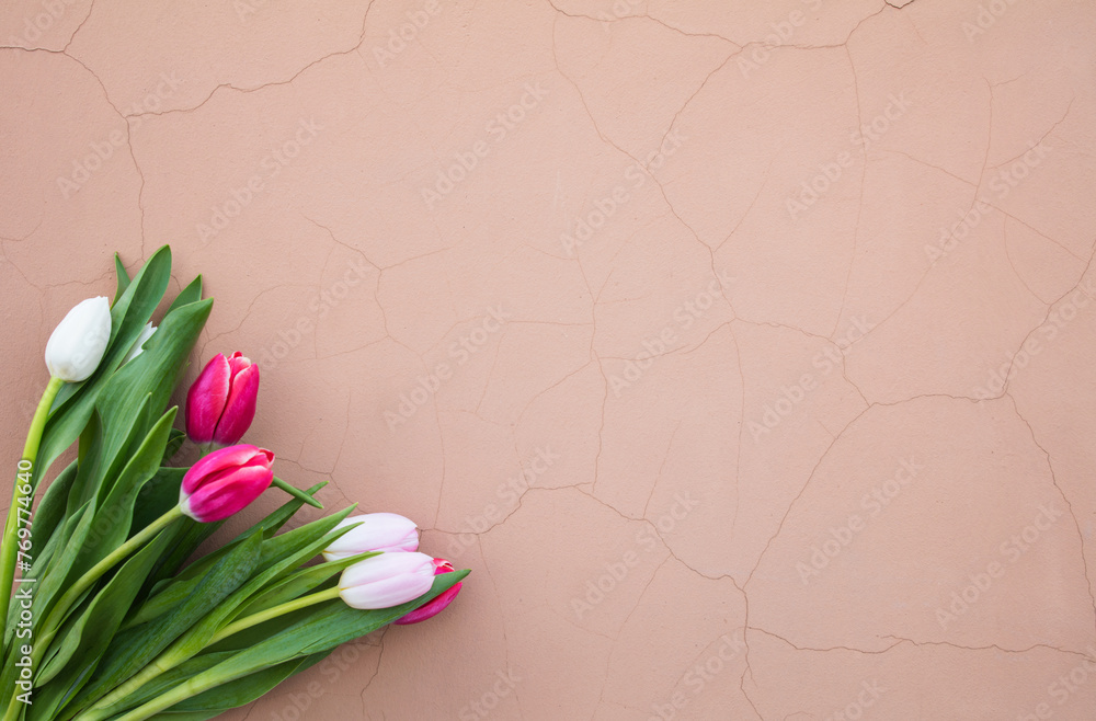 Tulips on a pink background. White, pink tulips.