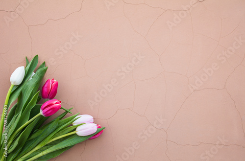 Tulips on a pink background. White, pink tulips. (ID: 769774640)