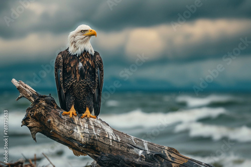 A Bald Eagle perches atop driftwood.