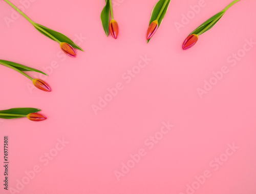 Tulips on a pink background. White, pink tulips. (ID: 769775801)
