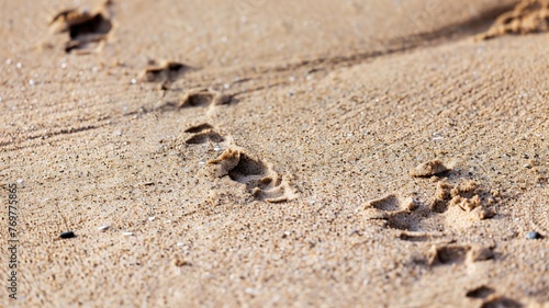 Footprints in sand, seemingly from a small animal, trail off into the distance on sandy beach.