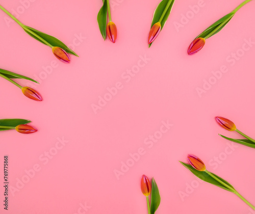 Tulips on a pink background. White, pink tulips. (ID: 769775868)