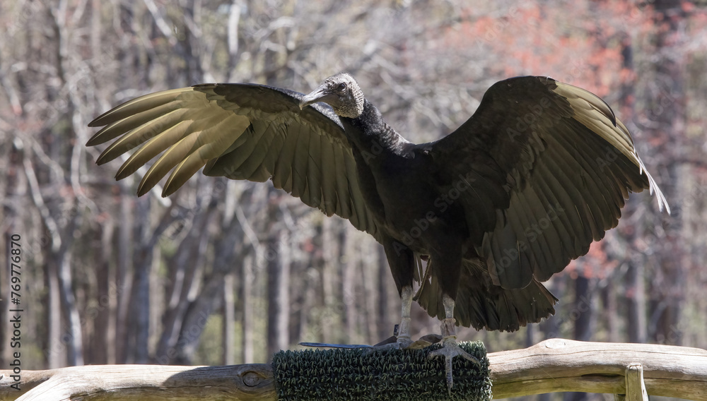 Fototapeta premium Black Buzzard with wings spread