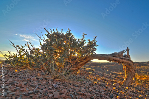 Saxaul tree on mongolian Desert Gobi photo