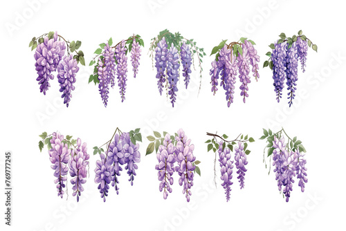 Set of Wisteria flowers collection