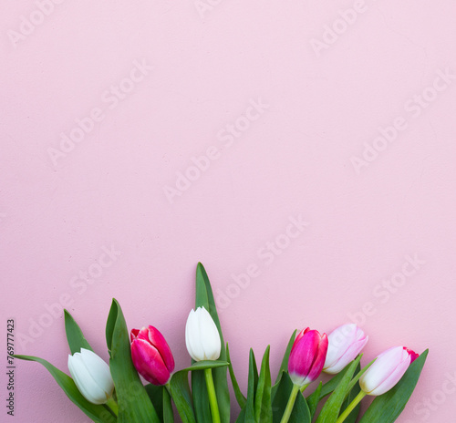 Tulips on a pink background. White, pink tulips. (ID: 769777423)