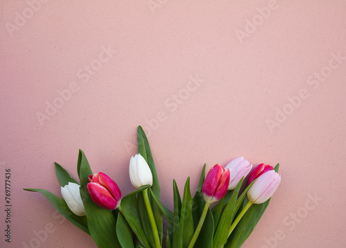 Tulips on a pink background. White, pink tulips. (ID: 769777436)
