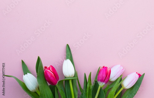 Tulips on a pink background. White, pink tulips. (ID: 769777453)